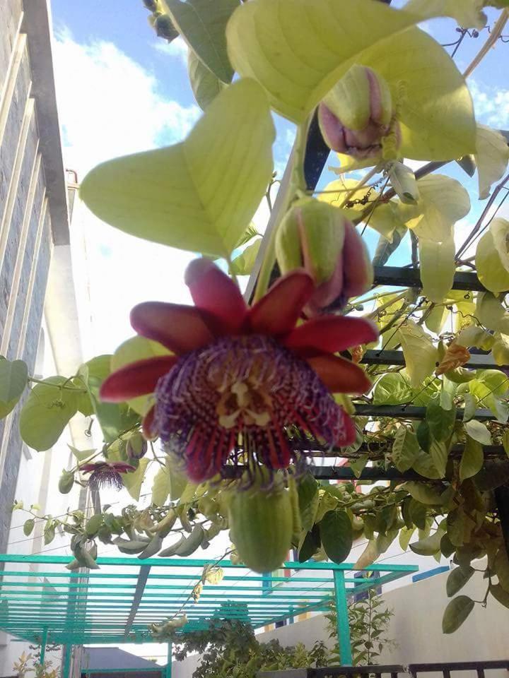 Riad Passiflora Fez Ruang foto